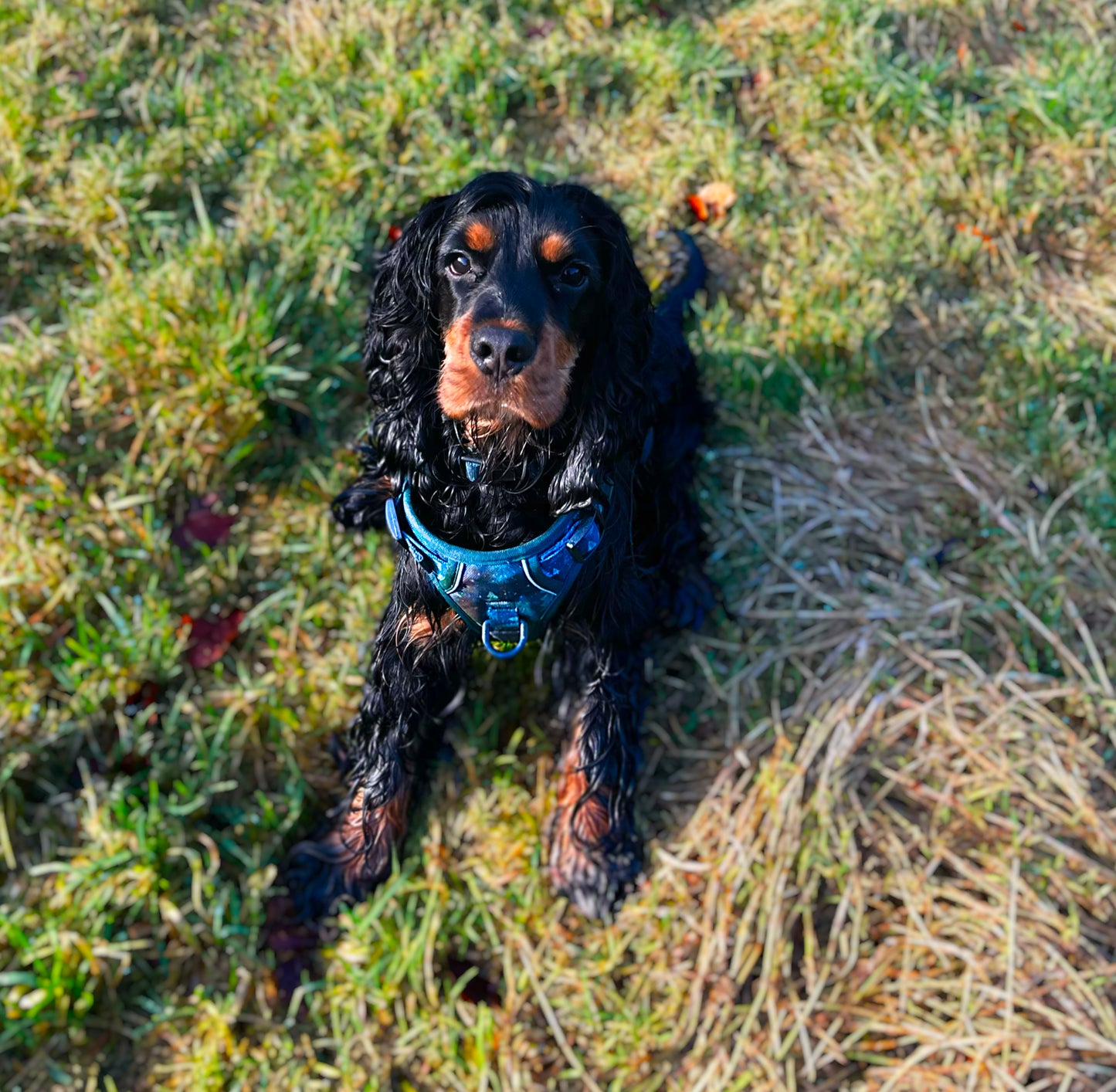 Pine Paws Adjustable Dog Harness